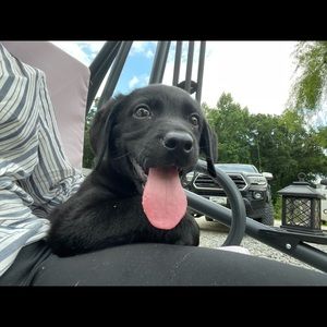 Meet your Posher, Daisy